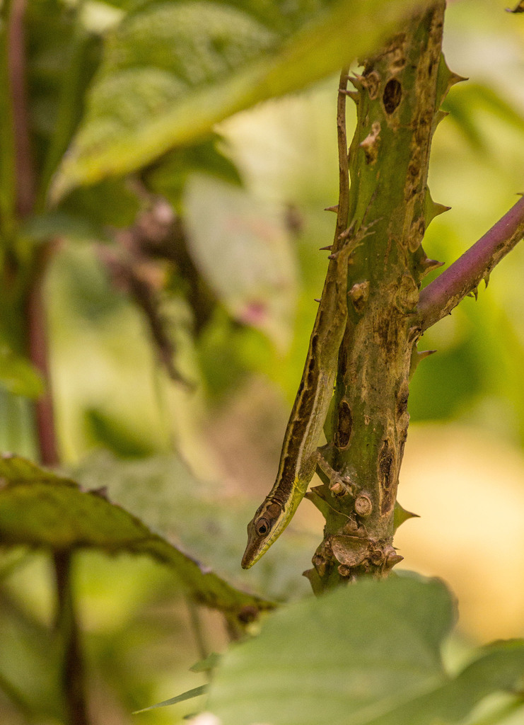 Hispaniolan Grass Anole