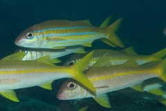 Mulloidichthys ayliffe