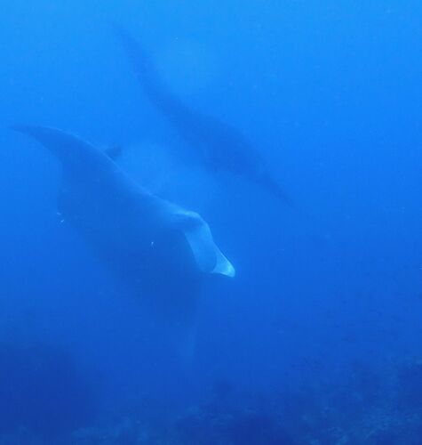 Mobula alfredi