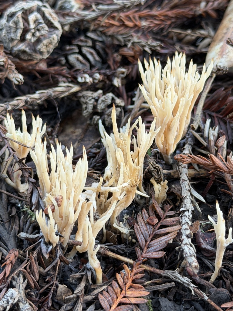 Tremellodendropsis tuberosa · January 2026 · photo: © aheyman1 (iNaturalist, cc0)