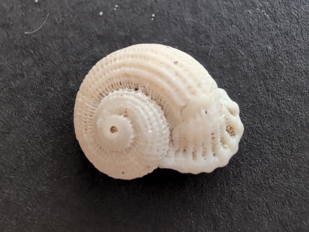 Austroliotia australis