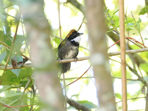 Chestnut-capped Brushfinch (Arremon brunneinucha), photo 9