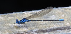 Argia gaumeri