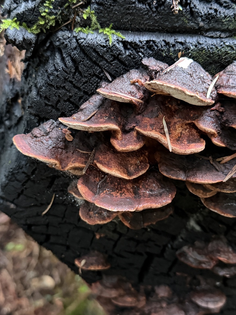 Fomitopsis cajanderi · January 2026 · photo: © aheyman1 (iNaturalist, cc0)