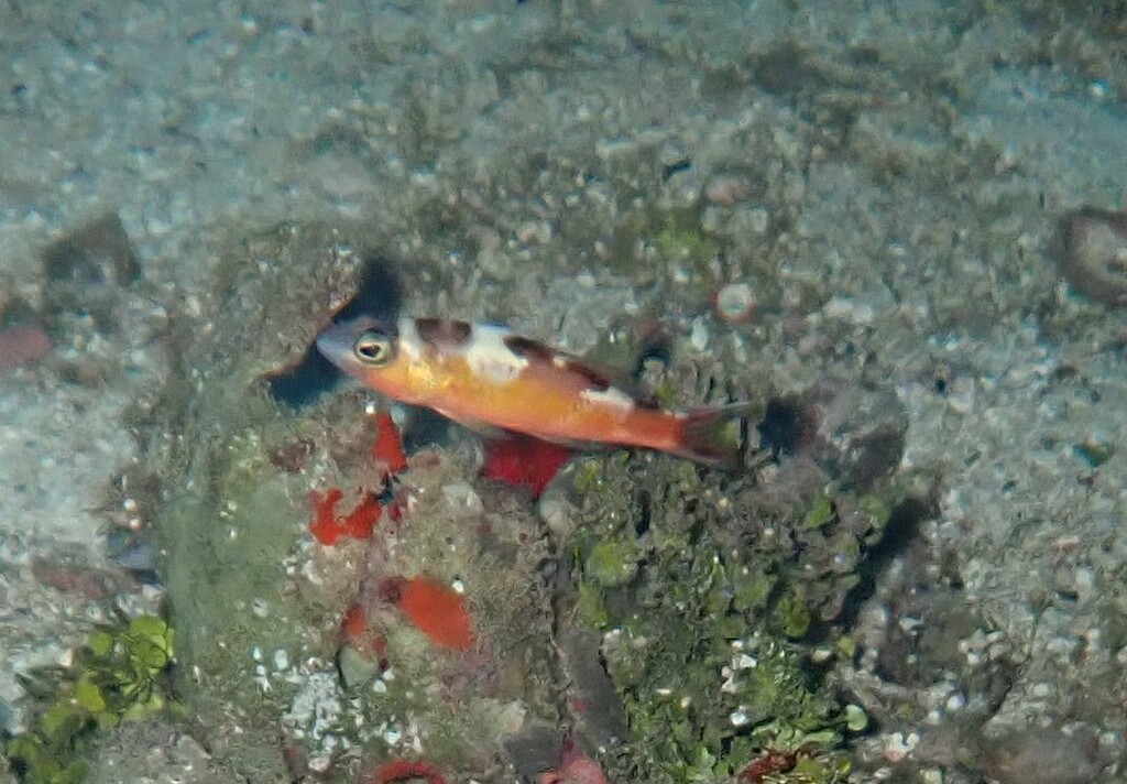 Tobaccofish (Serranus tabacarius) — Serranidae