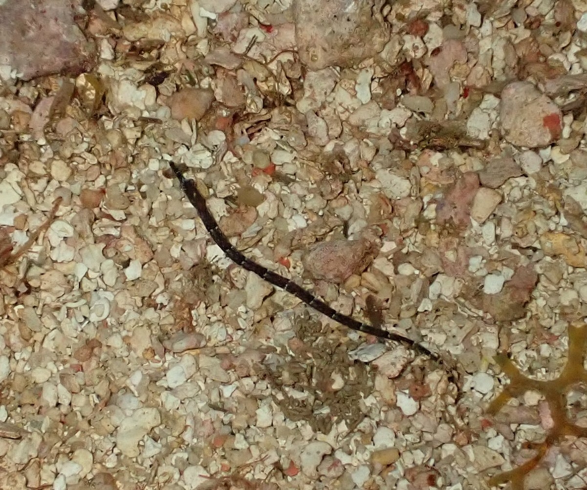 Shortfin Pipefish photo 6