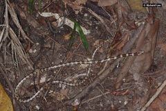 Lycodon subannulatus