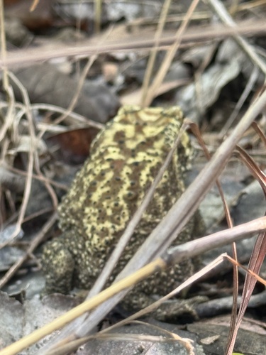 Duttaphrynus melanostictus