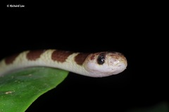 Lycodon subannulatus