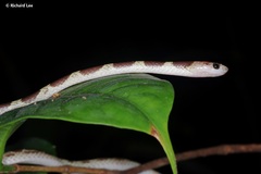 Lycodon subannulatus