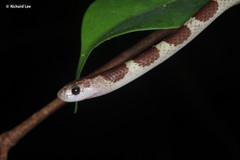 Lycodon subannulatus