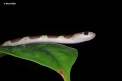 Lycodon subannulatus