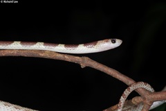 Lycodon subannulatus