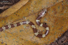 Lycodon subannulatus