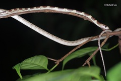 Lycodon subannulatus