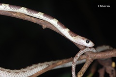 Lycodon subannulatus