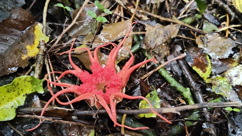 Aseroe rubra · January 2026 · photo: © john_barkla (iNaturalist, cc0)