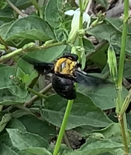 Xylocopa aestuans