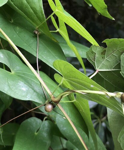Japanese yam (Dioscorea japonica)