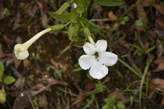 Escobedia grandiflora