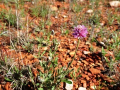 Ptilotus helipteroides