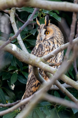 View observation of {o.common_name} on iNaturalist