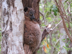 Lepilemur hubbardorum
