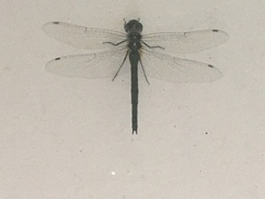 Hemicordulia armstrongi