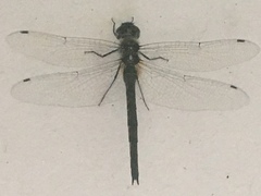 Hemicordulia armstrongi