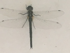 Hemicordulia armstrongi