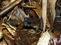 Limnonectes kadarsani