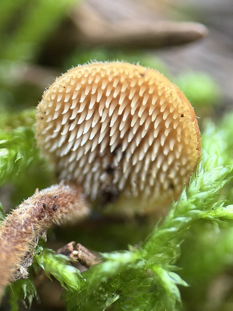 Auriscalpium vulgare · January 2026 · photo: © aheyman1 (iNaturalist, cc0)