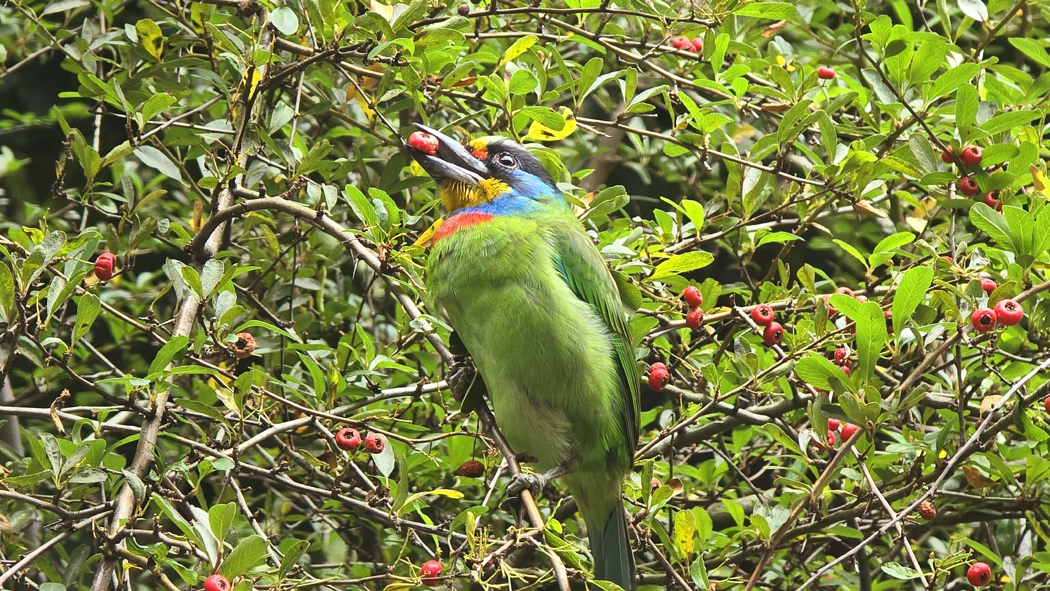 Taiwan Barbet (Psilopogon nuchalis), photo 5