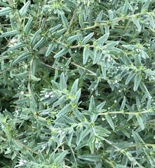 Buglossoides
