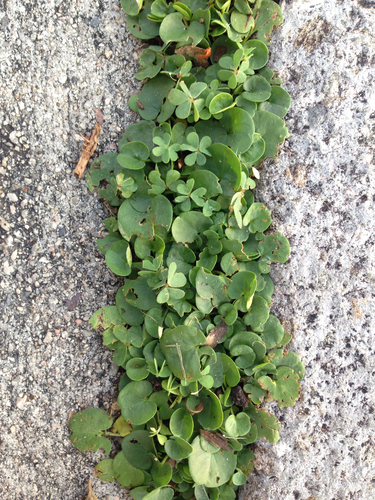 Dichondra micrantha