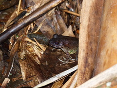 Limnonectes kadarsani