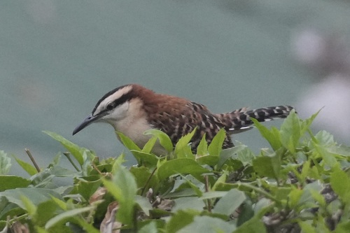 Rufous-backed Wren (Campylorhynchus capistratus), photo 2