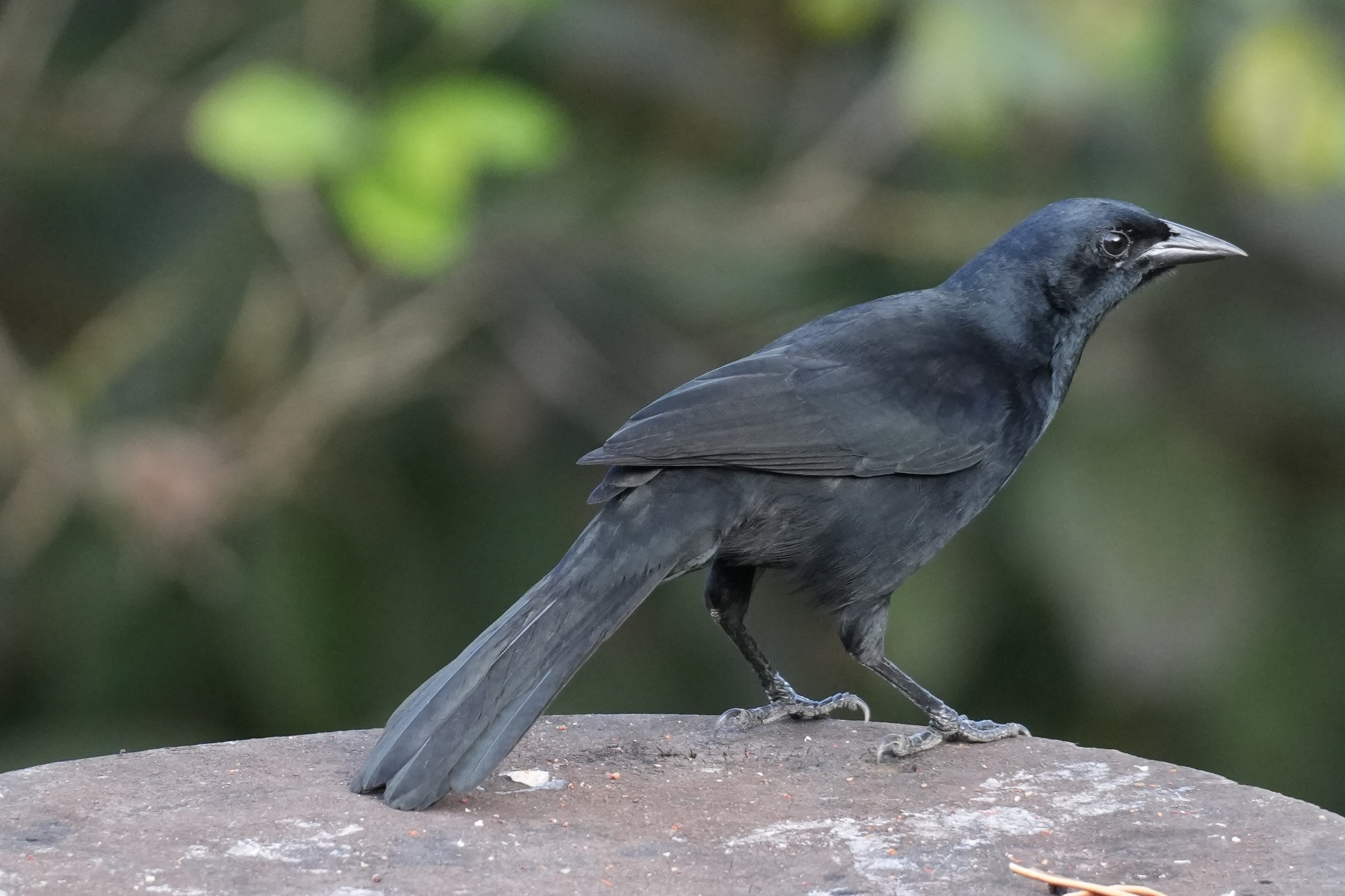 Melodious Blackbird (Dives dives), photo 3