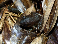 Limnonectes kadarsani