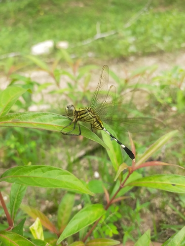 Orthetrum sabina