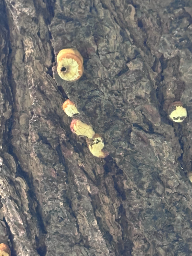 Cryptoporus volvatus · January 2026 · photo: © reago (iNaturalist, cc-by)