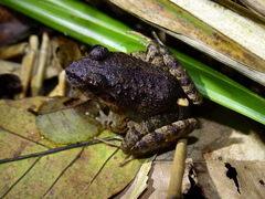 Limnonectes kadarsani