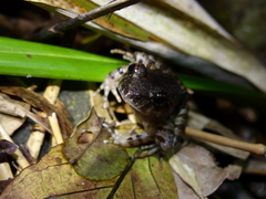 Limnonectes kadarsani