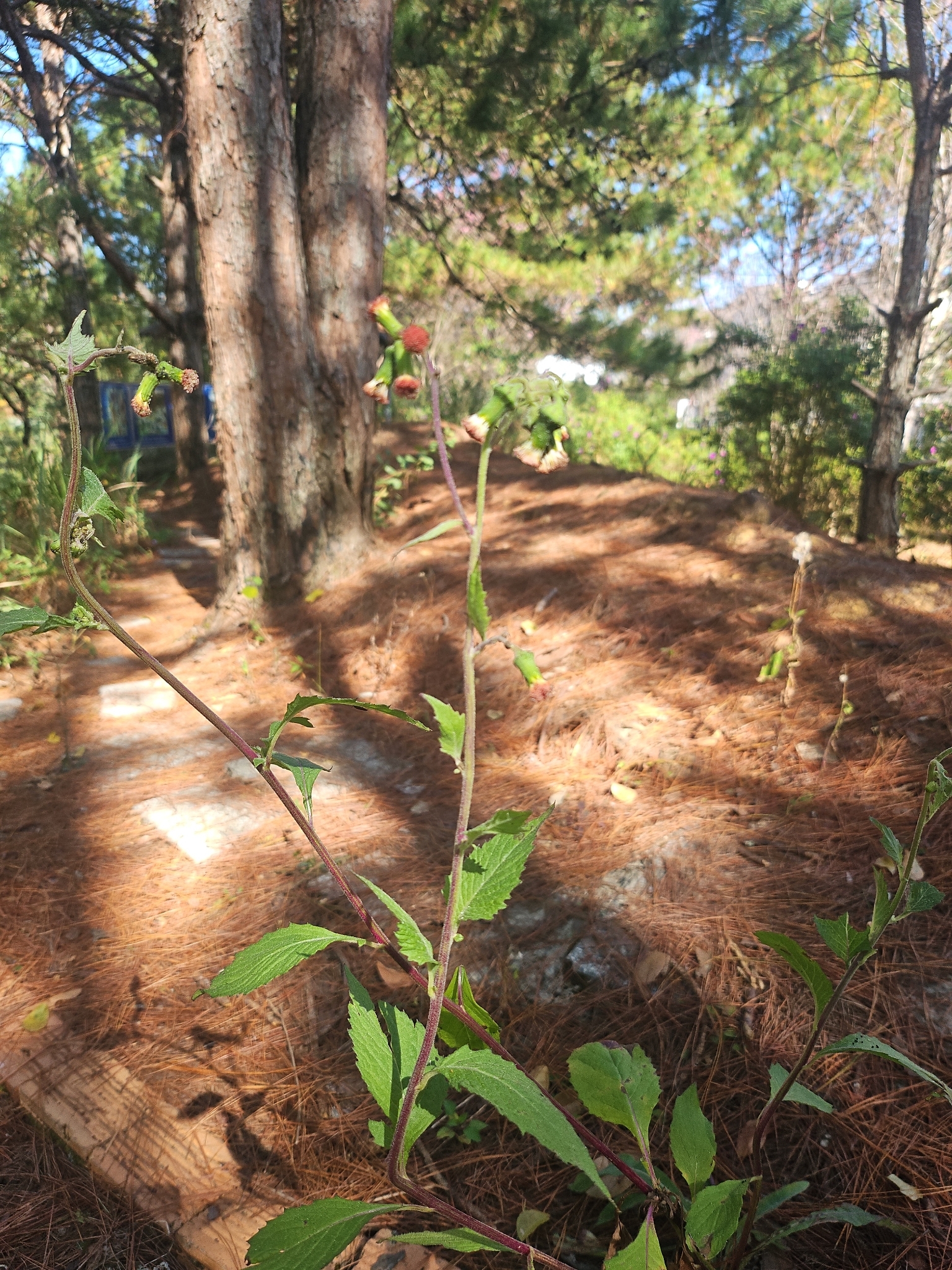 Rau tàu bay (Crassocephalum crepidioides)