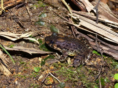 Limnonectes kadarsani