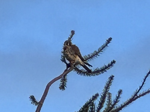 American Kestrel