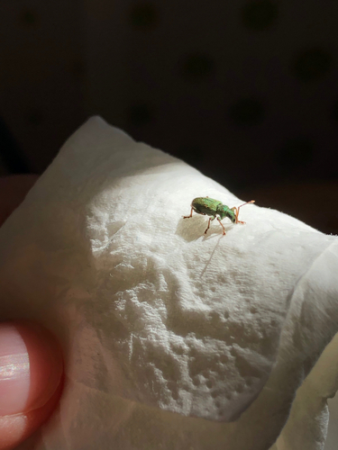 Silver-green leaf weevil, Mariënstein, Heiloo, North Holland, NL, photo 7 of 10