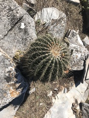 Ferocactus echidne victoriensis