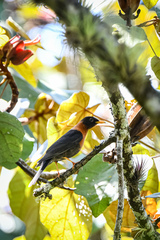 Turdus rufitorques