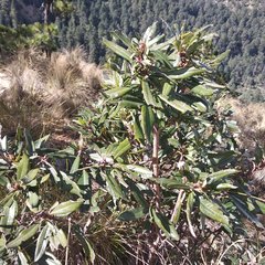 Comarostaphylis discolor